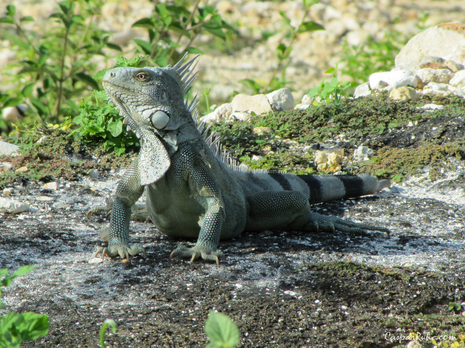 Green Iguana